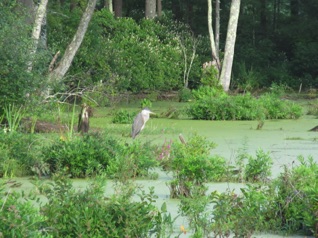 August 11.  There's not a lot of bird activity, but we do see at least one great blue heron.