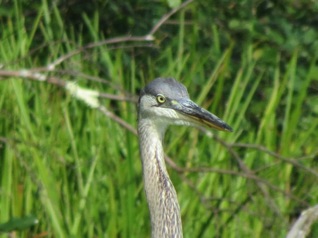 A Great Blue Heron.